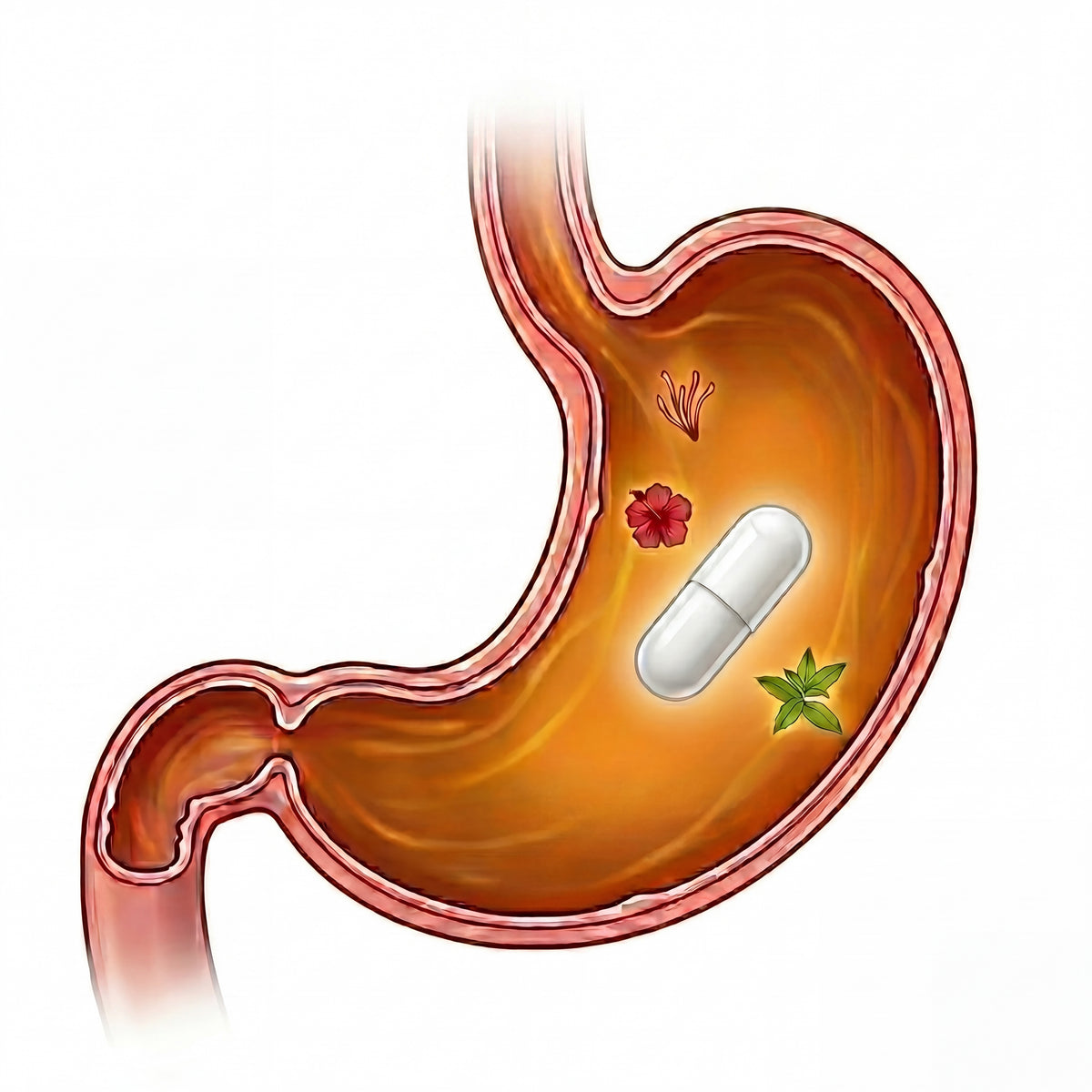 PRACTS APETIGONE | Appetitregulierender Kräuterkomplex